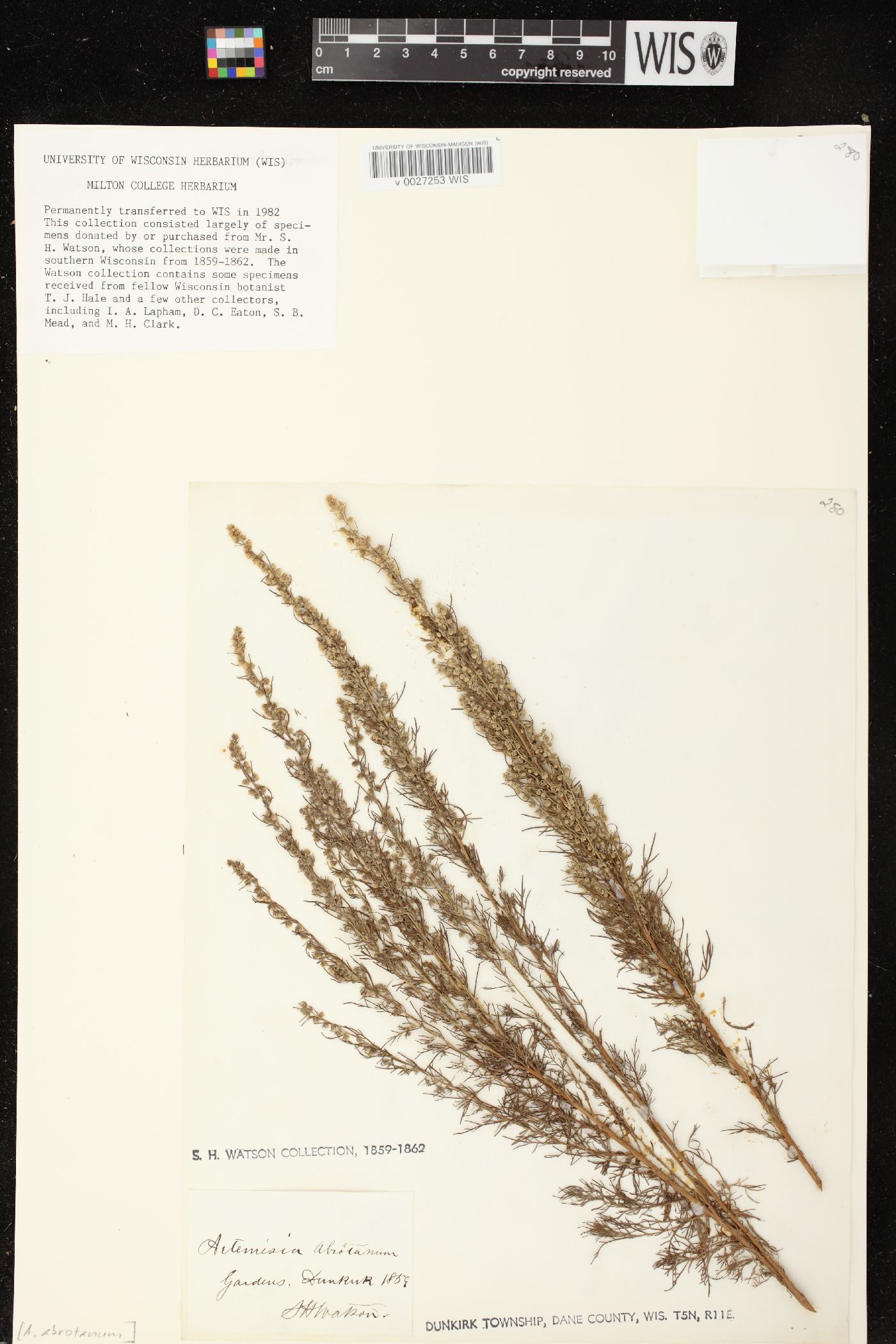 Artemisia abrotanum image