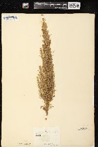 Artemisia abrotanum image