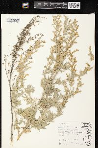 Artemisia absinthium image