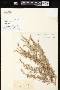 Artemisia absinthium image