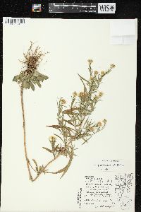 Symphyotrichum pilosum var. pilosum image