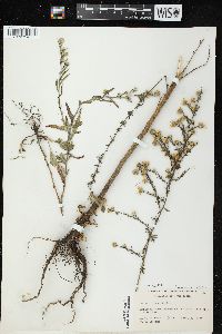 Symphyotrichum pilosum var. pilosum image