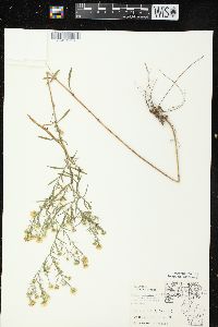 Symphyotrichum pilosum var. pilosum image