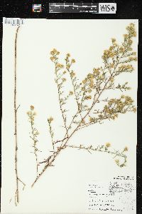 Symphyotrichum pilosum var. pilosum image