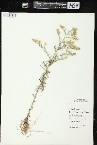 Symphyotrichum pilosum var. pilosum image