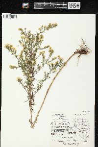 Symphyotrichum pilosum var. pilosum image