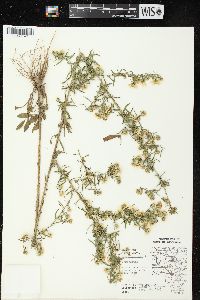 Symphyotrichum pilosum var. pilosum image