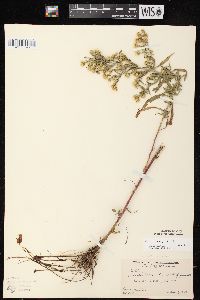 Symphyotrichum pilosum var. pilosum image