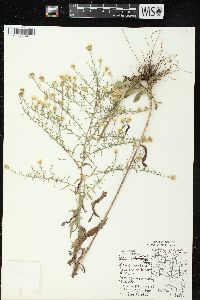 Symphyotrichum pilosum var. pilosum image