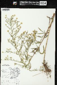 Symphyotrichum pilosum var. pilosum image