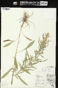 Symphyotrichum pilosum var. pilosum image