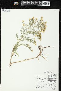 Symphyotrichum pilosum var. pilosum image