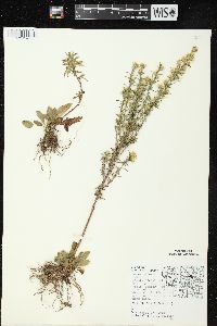 Symphyotrichum pilosum var. pilosum image
