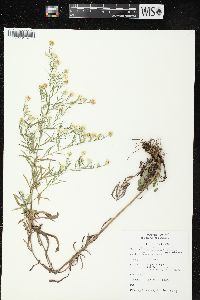 Symphyotrichum pilosum var. pilosum image