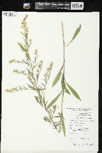 Symphyotrichum pilosum var. pilosum image