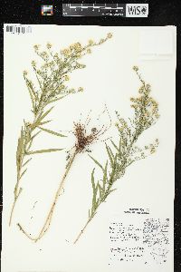 Symphyotrichum pilosum var. pilosum image