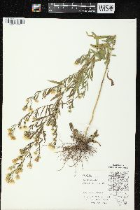 Symphyotrichum pilosum var. pilosum image