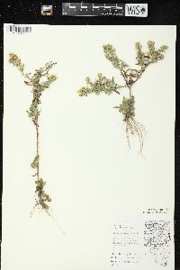 Symphyotrichum pilosum var. pilosum image