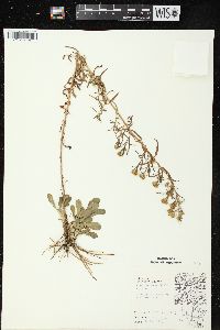 Symphyotrichum pilosum var. pilosum image