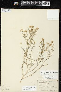 Symphyotrichum pilosum var. pilosum image