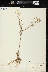 Symphyotrichum pilosum var. pringlei image