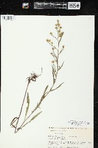 Symphyotrichum pilosum var. pringlei image