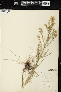 Symphyotrichum pilosum var. pringlei image