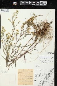 Symphyotrichum pilosum var. pringlei image