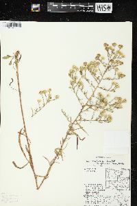 Symphyotrichum pilosum var. pringlei image