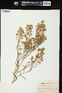 Symphyotrichum pilosum var. pringlei image