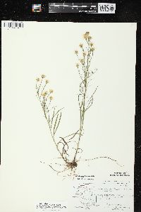 Symphyotrichum pilosum var. pringlei image