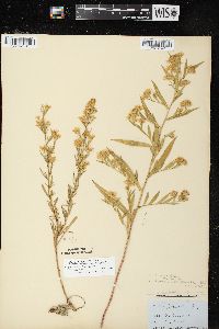 Symphyotrichum pilosum var. pringlei image