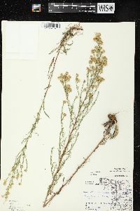 Symphyotrichum pilosum var. pringlei image