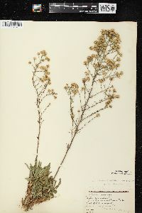 Symphyotrichum pilosum var. pringlei image