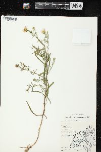 Symphyotrichum praealtum var. praealtum image