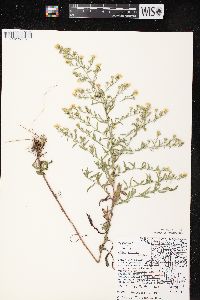 Symphyotrichum pilosum var. pilosum image