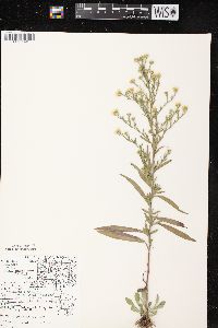 Symphyotrichum pilosum var. pilosum image