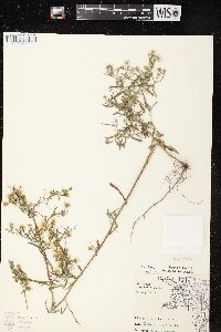 Symphyotrichum pilosum var. pilosum image