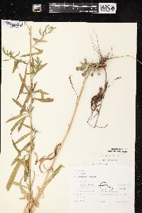 Symphyotrichum pilosum var. pilosum image