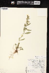 Symphyotrichum pilosum var. pilosum image