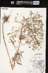 Symphyotrichum pilosum var. pilosum image