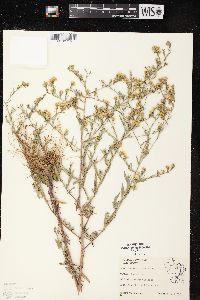 Symphyotrichum pilosum var. pilosum image