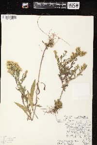 Symphyotrichum pilosum var. pilosum image