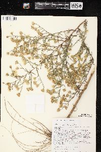 Symphyotrichum pilosum var. pilosum image