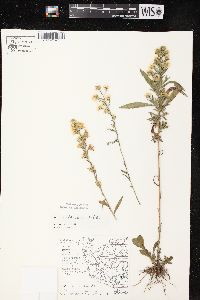 Symphyotrichum pilosum var. pilosum image
