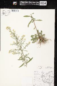 Symphyotrichum pilosum var. pilosum image