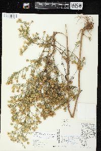 Symphyotrichum pilosum var. pilosum image