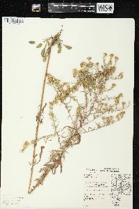 Symphyotrichum pilosum var. pilosum image