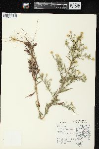 Symphyotrichum pilosum var. pilosum image