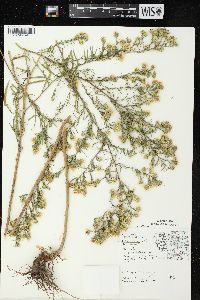 Symphyotrichum pilosum var. pilosum image